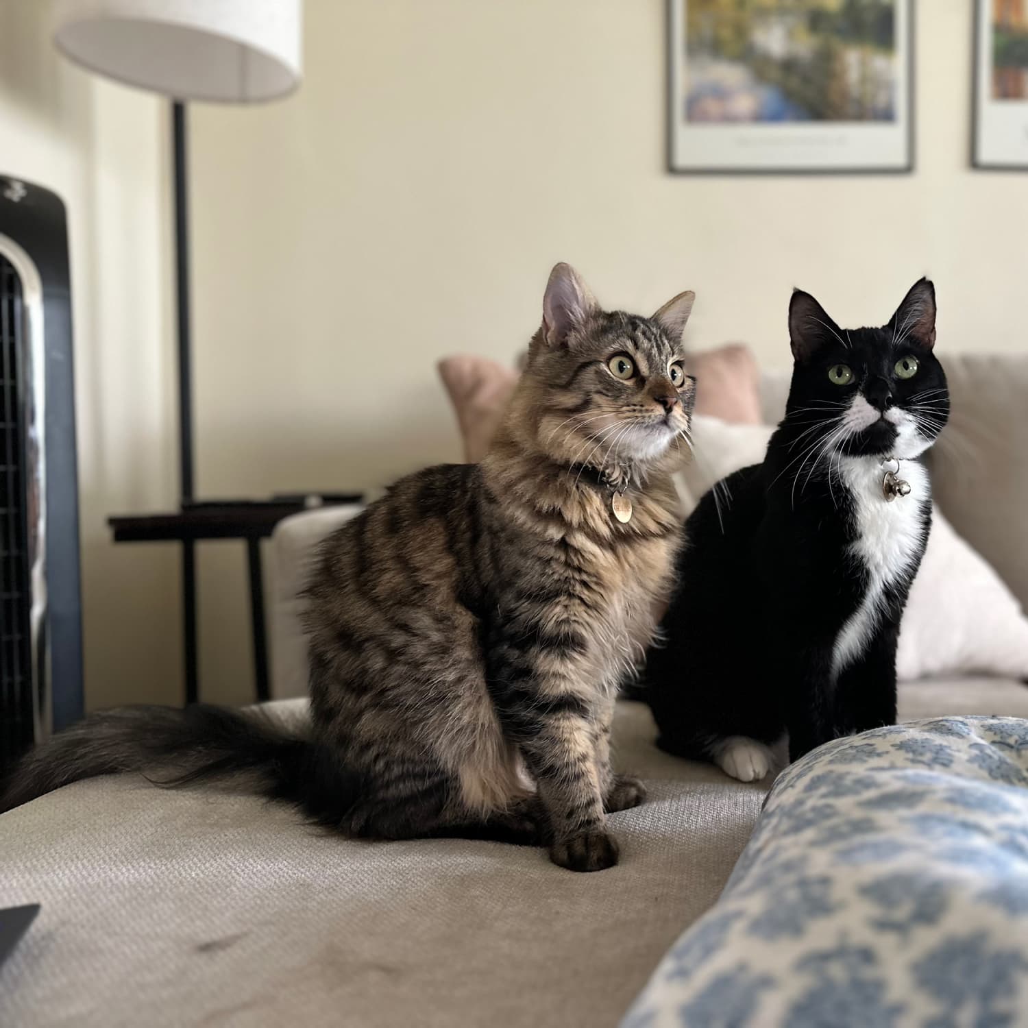 Roll and clean litter box reviews hotsell